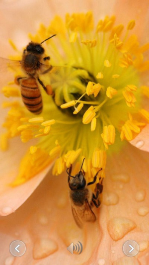 趣味动物发声app(1)