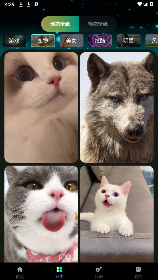 熊猫免费壁纸(3)