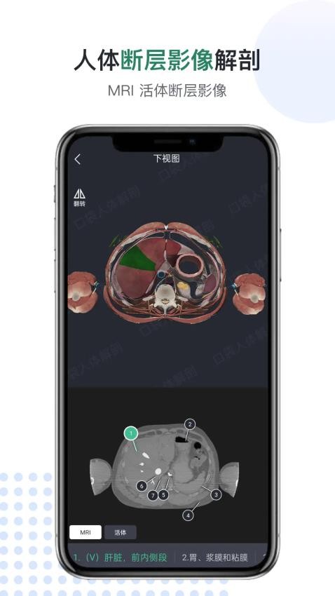 医用人体解剖(3)