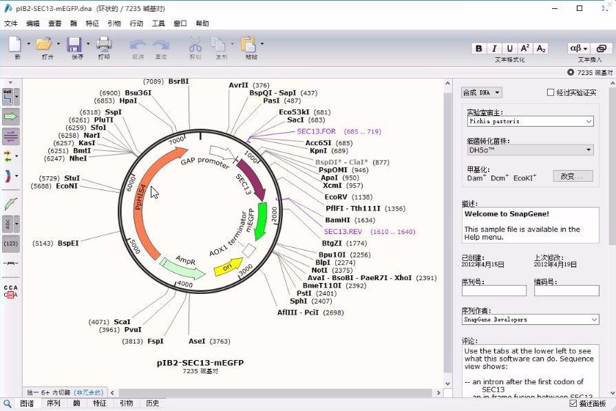 snapgene下载安装方法