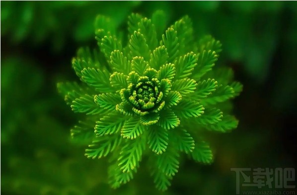 WidsMob Montage(蒙太奇马赛克制作软件)