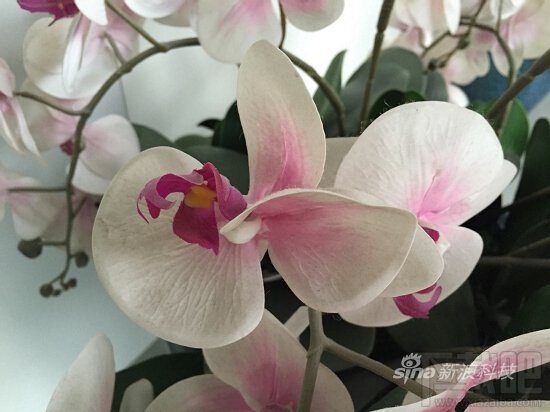 苹果iPhone6评测:屏幕终于变大了