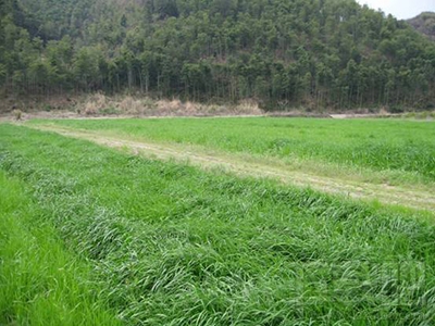 网友们说的“种草”“拔草”是什么意思?