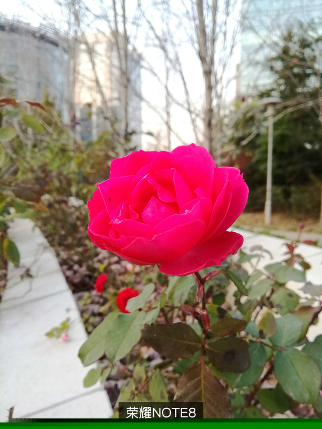 华为Mate9和小米MIX/OPPOR9s/荣耀note8拍照对比:哪款拍照效果好?