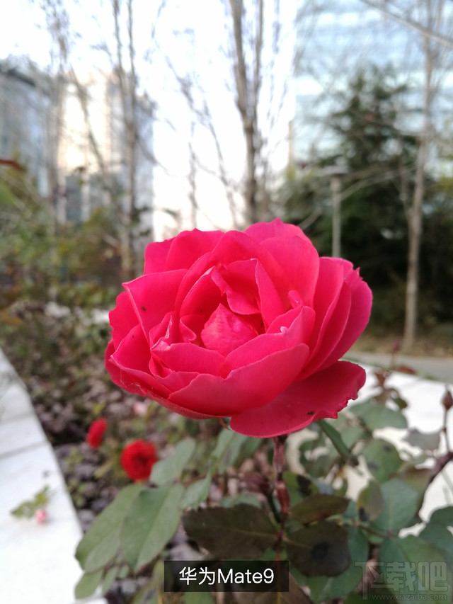 华为Mate9和小米MIX/OPPOR9s/荣耀note8拍照对比:哪款拍照效果好?