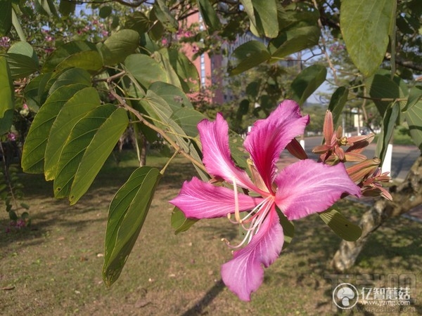 ivvi i3 Play怎么样?ivvi i3 Play全面体验评测