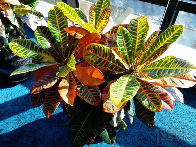 三星C9 Pro评测:大屏超薄设计 相机玩法丰富