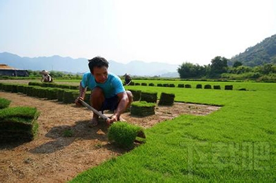 拔草是个什么鬼?