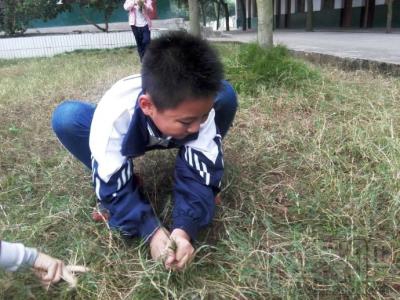拔草是个什么鬼?