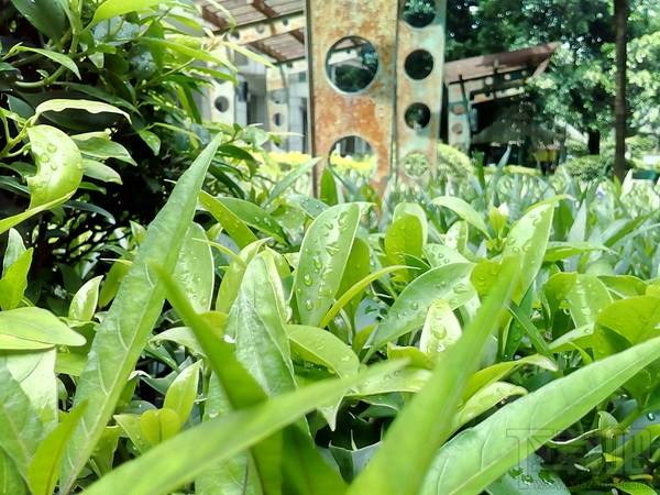 荣耀畅玩6手机评测:599元玩转柔光自拍!