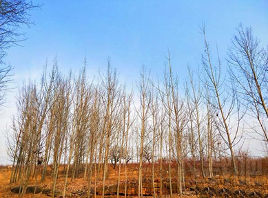 美图秀秀怎么为图片调色?