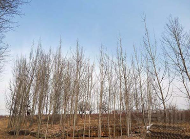 美图秀秀怎么为图片调色?