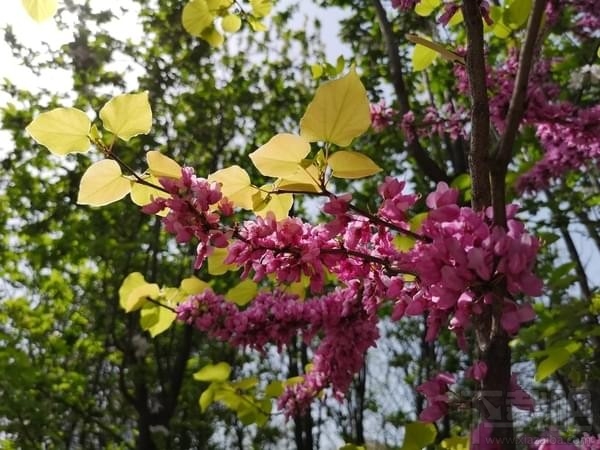 华为P20Pro价格 华为P20Pro详细参数评测