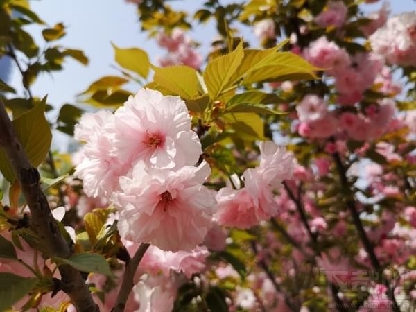 华为P20Pro价格 华为P20Pro详细参数评测