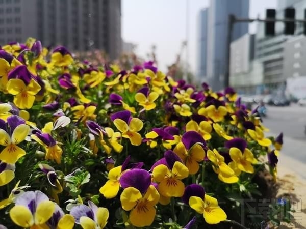 华为P20Pro价格 华为P20Pro详细参数评测