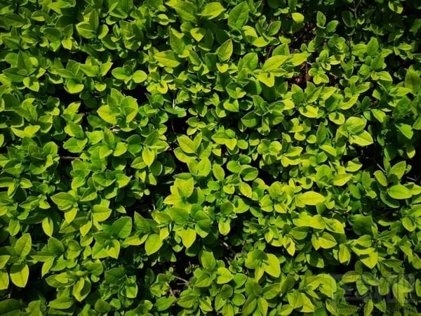 华为P20Pro价格 华为P20Pro详细参数评测