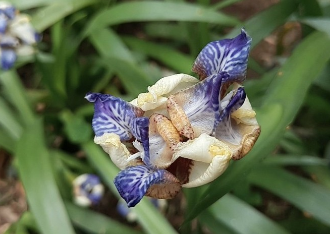 魅族15/15 Plus正式发布,魅族15Plus真机开箱图赏与评测