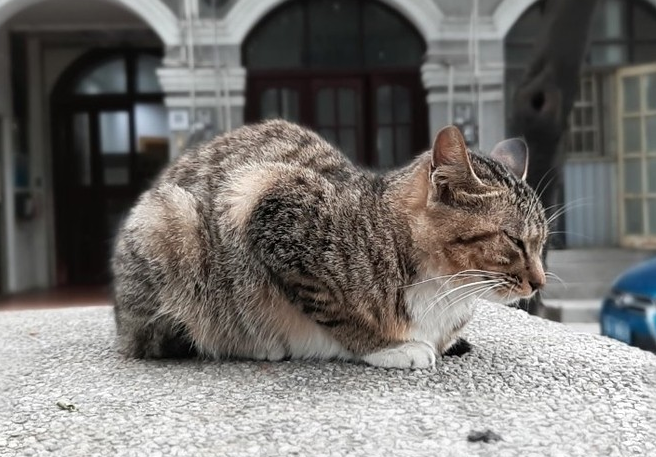 魅族15/15 Plus正式发布,魅族15Plus真机开箱图赏与评测