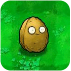 植物大战僵尸植物图鉴 - 墙果