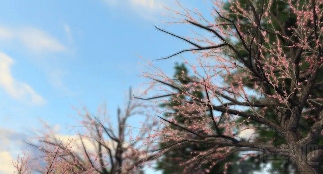 明日之后快乐101樱花树在哪里?末世樱花位置和玩法一览