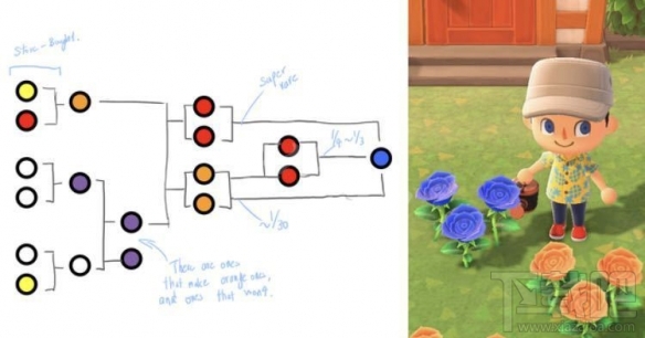 集合啦动物森友会怎么种蓝玫瑰?蓝玫瑰种植方法介绍